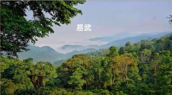 中吉號(hào)麻黑茶會(huì)