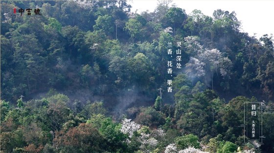 中吉號茶堂總結(jié)一下，"雨前"及"谷花"兩個時期所產(chǎn)的品質(zhì)最好