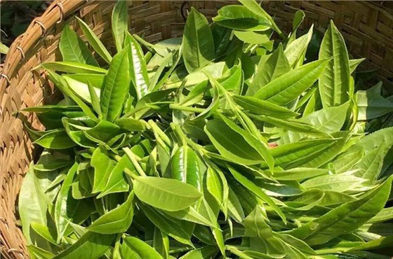 中吉號云南普洱茶-各時節(jié)采摘的茶特點(diǎn)