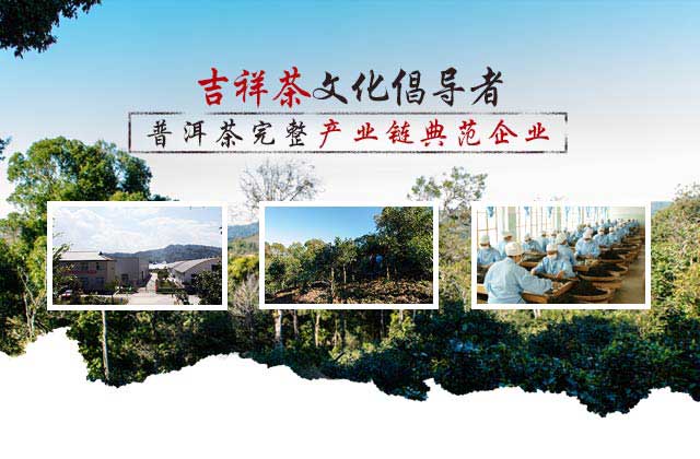 喬木古樹普洱茶