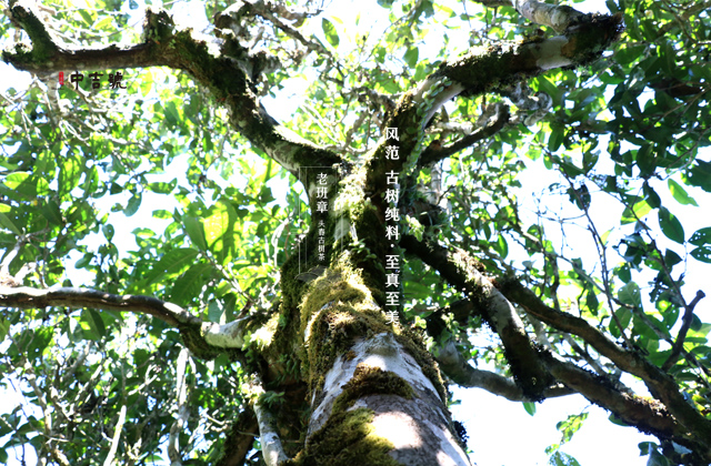 中吉號(hào)老班章古茶樹
