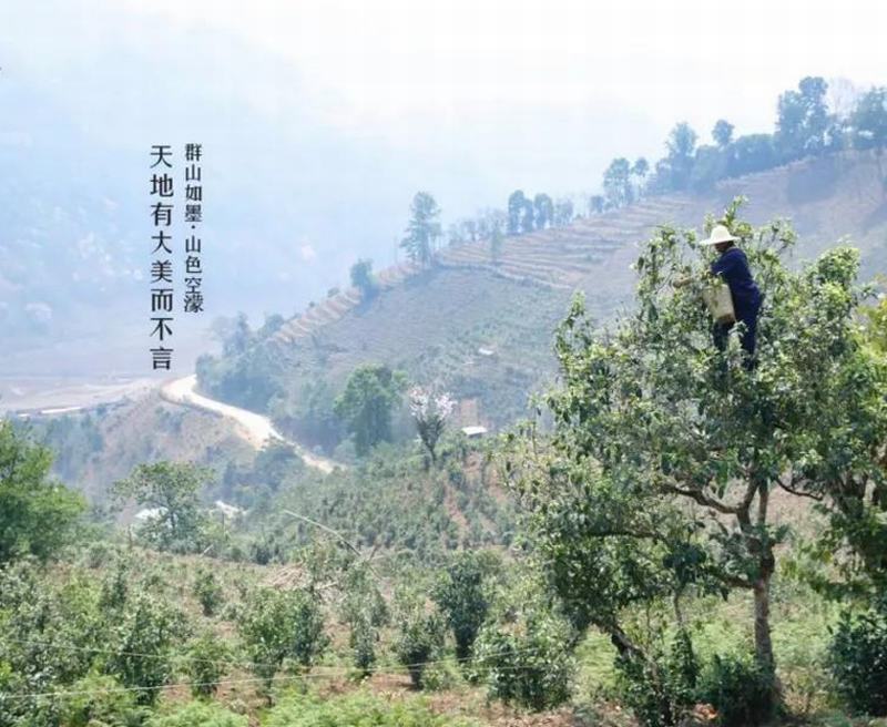 冰島普洱茶